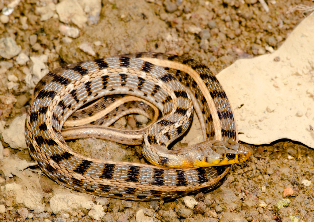 Non Venomous Snakes – Sarrp India